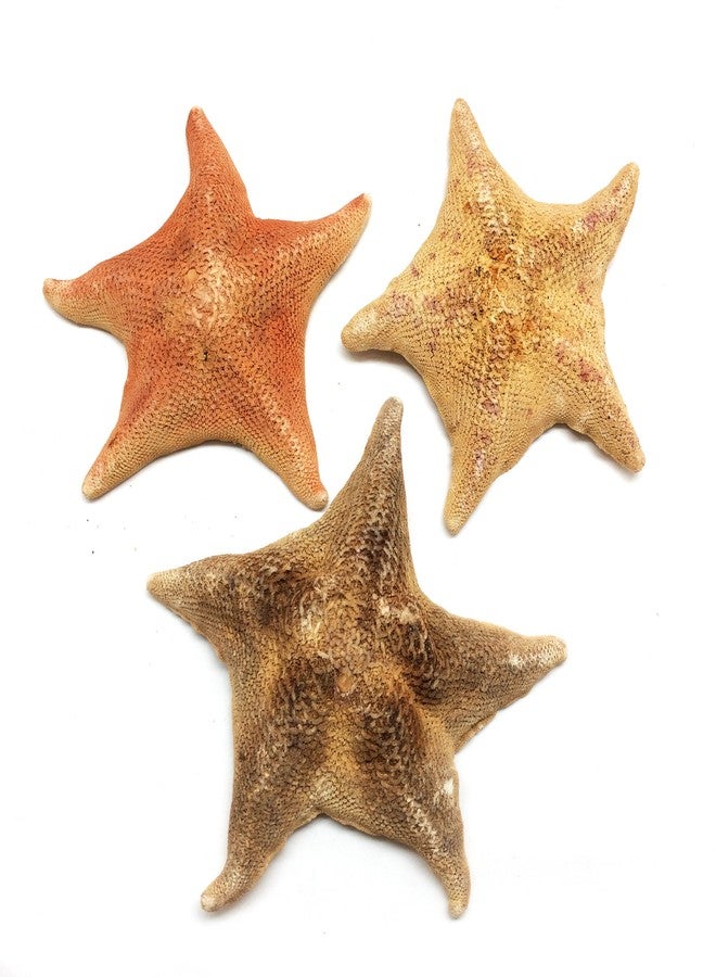 PEPPERLONELY 2 PC Bat Starfish, Brown Sea Star, 4 Inch ~ 6 Inch - Image 3
